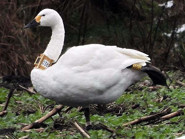 Zwergschwan  - Bernd Hälterlein