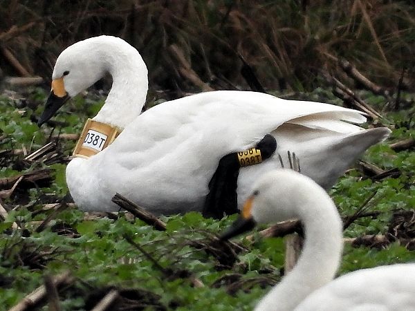 Zwergschwan  - Bernd Hälterlein