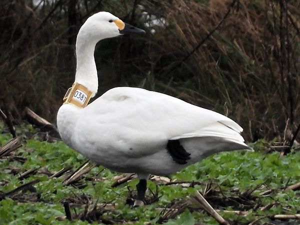 Cygne de Bewick  - Bernd Hälterlein