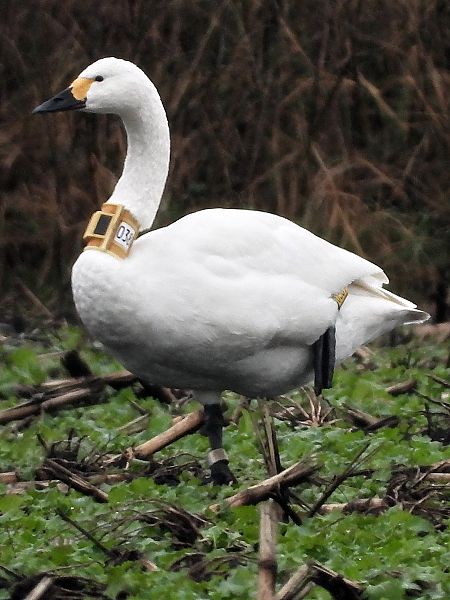 Zwergschwan  - Bernd Hälterlein