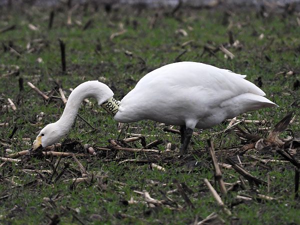 Singschwan  - Bernd Hälterlein