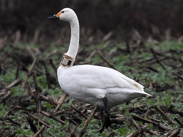 Zwergschwan  - Bernd Hälterlein