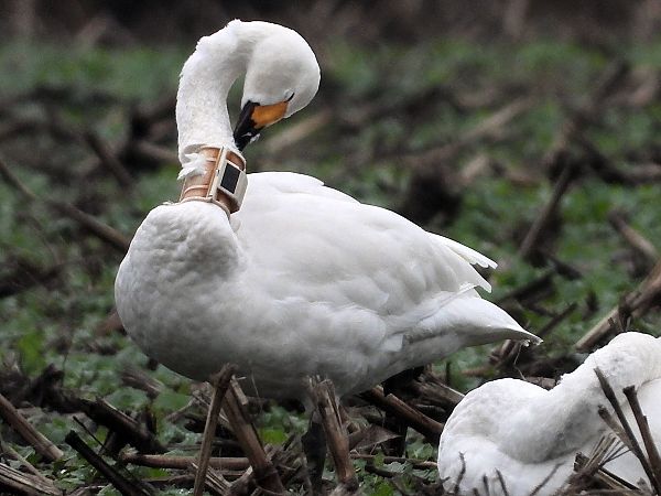 Zwergschwan  - Bernd Hälterlein