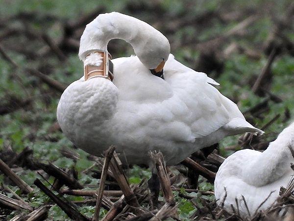 Zwergschwan  - Bernd Hälterlein