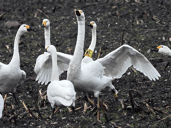 Zwergschwan  - Bernd Hälterlein