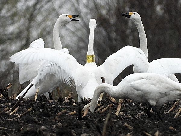 Zwergschwan  - Bernd Hälterlein