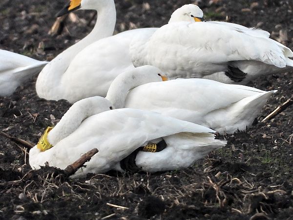 Zwergschwan  - Bernd Hälterlein