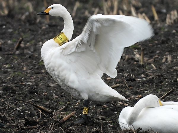 Zwergschwan  - Bernd Hälterlein