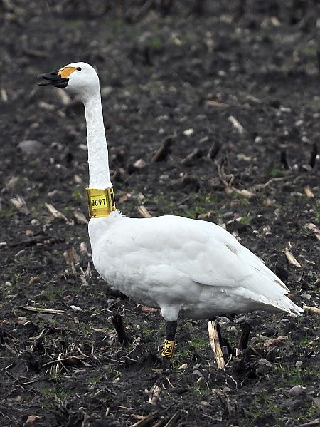 Zwergschwan  - Bernd Hälterlein