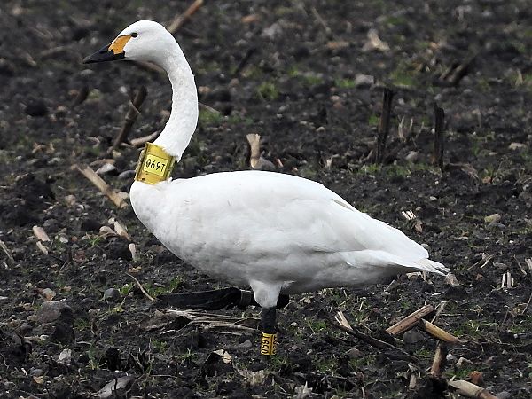 Zwergschwan  - Bernd Hälterlein