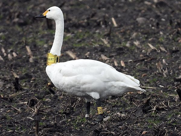 Zwergschwan  - Bernd Hälterlein
