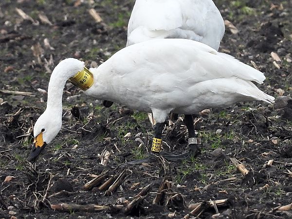 Zwergschwan  - Bernd Hälterlein