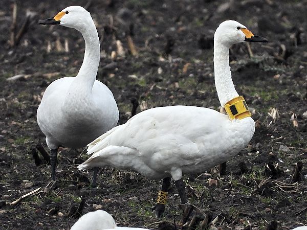Zwergschwan  - Bernd Hälterlein