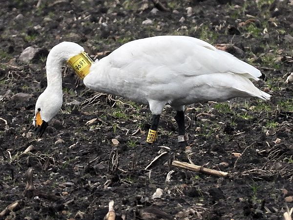 Zwergschwan  - Bernd Hälterlein