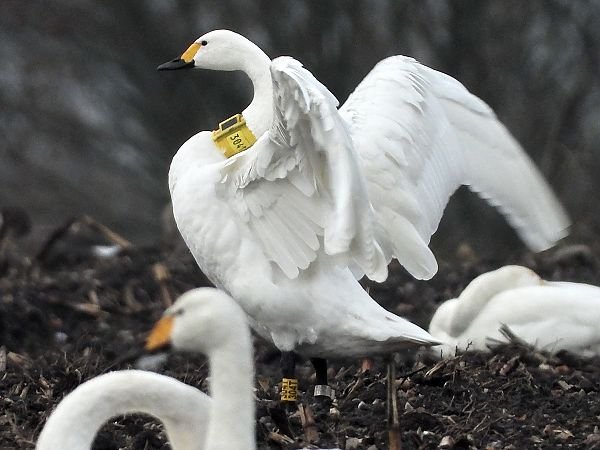 Zwergschwan  - Bernd Hälterlein