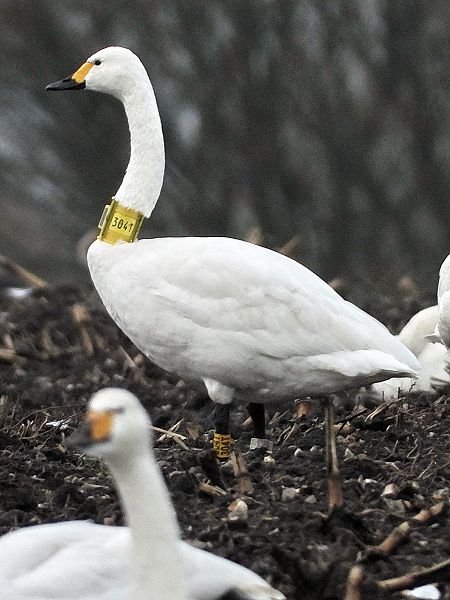 Zwergschwan  - Bernd Hälterlein