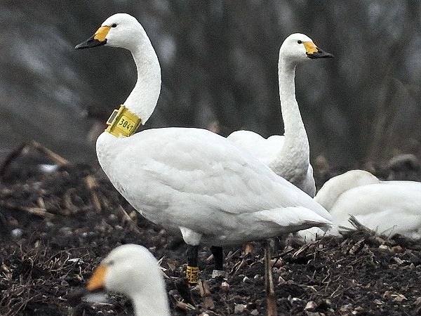 Zwergschwan  - Bernd Hälterlein