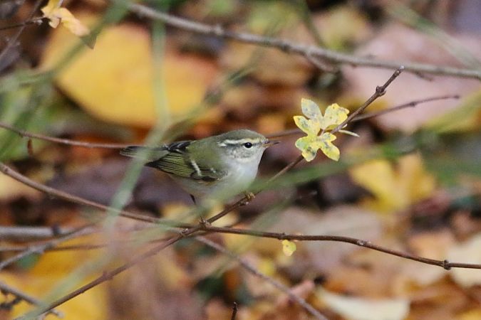 Gelbbrauen-Laubsänger  - Wigbert Vogeley