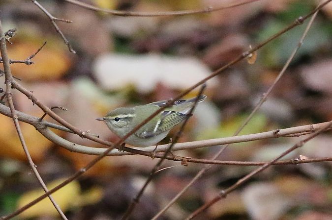 Gelbbrauen-Laubsänger  - Wigbert Vogeley