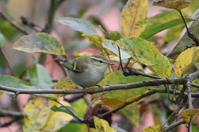 Gelbbrauen-Laubsänger  - Wigbert Vogeley