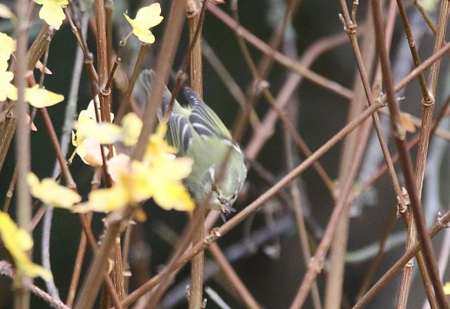 Gelbbrauen-Laubsänger  - Wigbert Vogeley