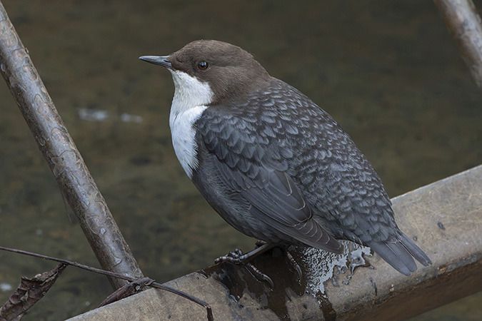 Wasseramsel (ssp. cinclus)  - Thorsten Stegmann