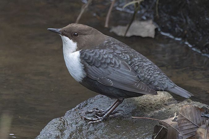 Wasseramsel (ssp. cinclus)  - Thorsten Stegmann