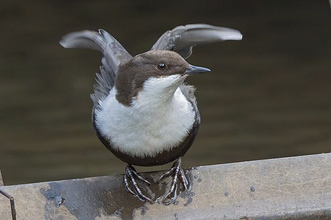 Wasseramsel (ssp. cinclus)  - Thorsten Stegmann
