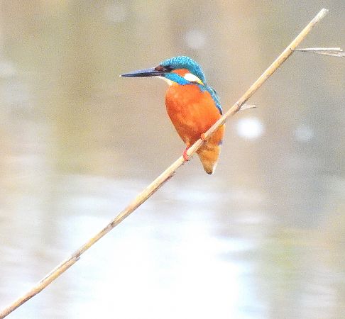 Eisvogel  - Michael Schwarz