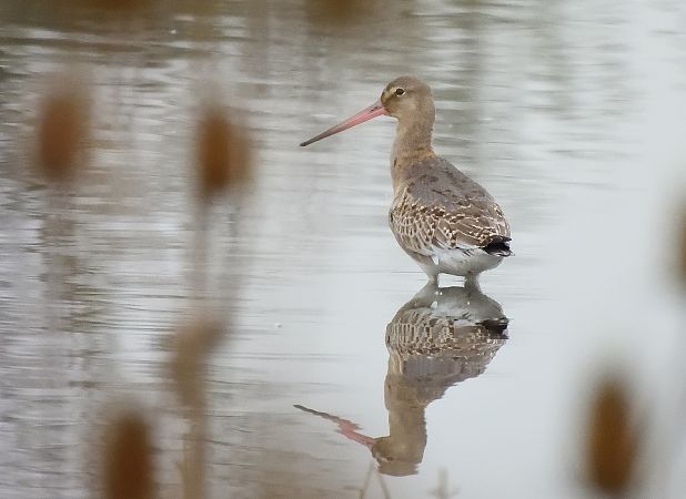 Uferschnepfe (ssp. islandica), Isländische  - Michael Schwarz