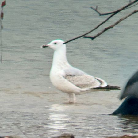 Steppenmöwe  - Michael Schwarz