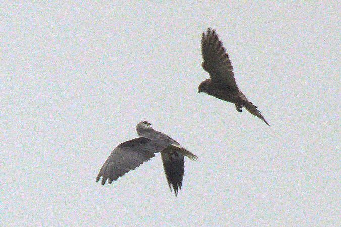 Gleitaar  - Jonas Uken