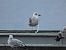European Herring Gull - Peter Gleisenstein