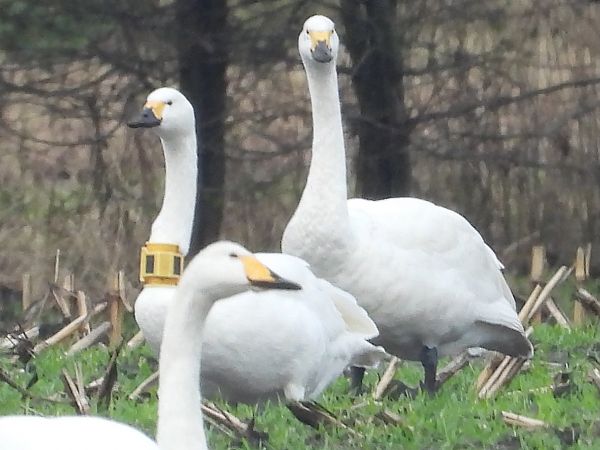 Zwergschwan  - David Michael Fleet