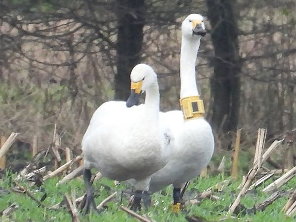 Zwergschwan  - David Michael Fleet