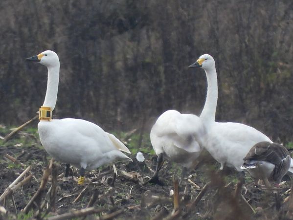 Zwergschwan  - David Michael Fleet