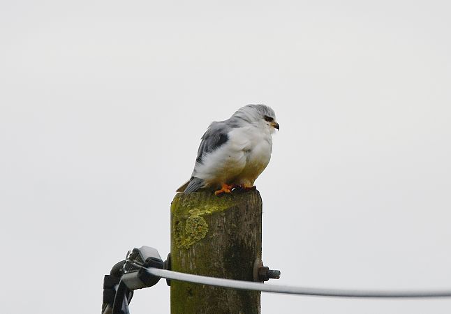 Gleitaar  - Bernhard Deykowski