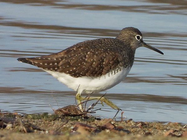 Waldwasserläufer  - Volker Eilhard