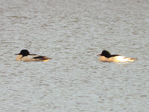 Gänsesäger  - Volker Eilhard