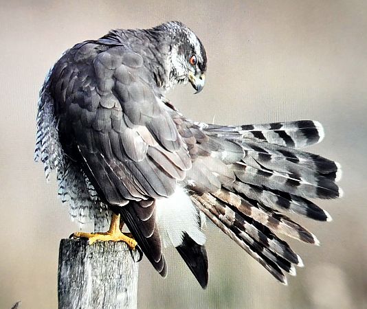 Habicht  - Gerhard Braemer