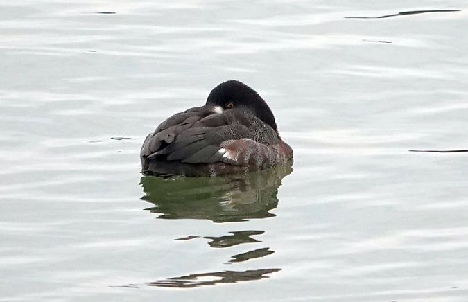 Kanadabergente (Kleine Bergente)  - Nils Anthes