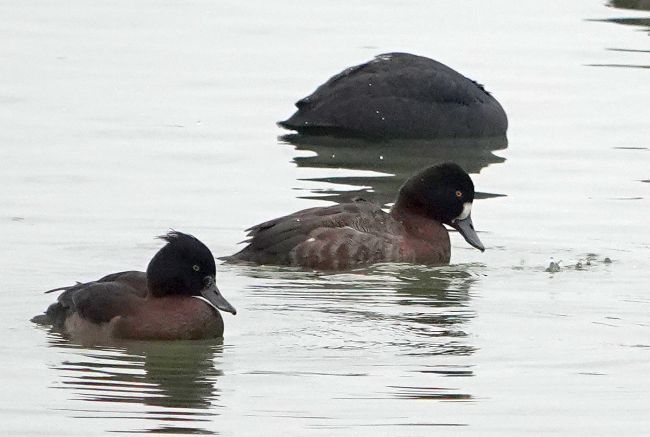 Kanadabergente (Kleine Bergente)  - Nils Anthes