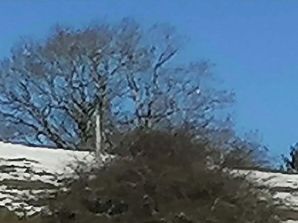 Raubwürger  - Herbert Stadelmann