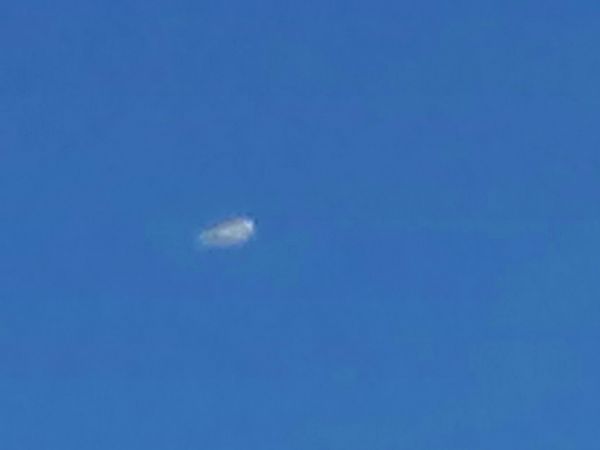 Raubwürger  - Herbert Stadelmann