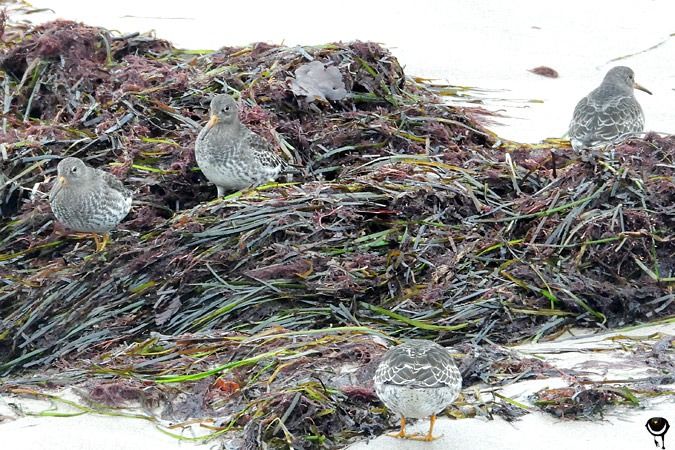 Meerstrandläufer  - Lutz Schmechta