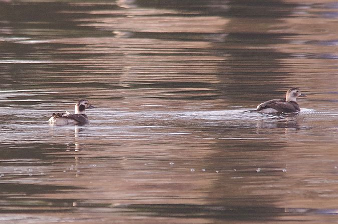 Eisente  - Rafael Szamocki