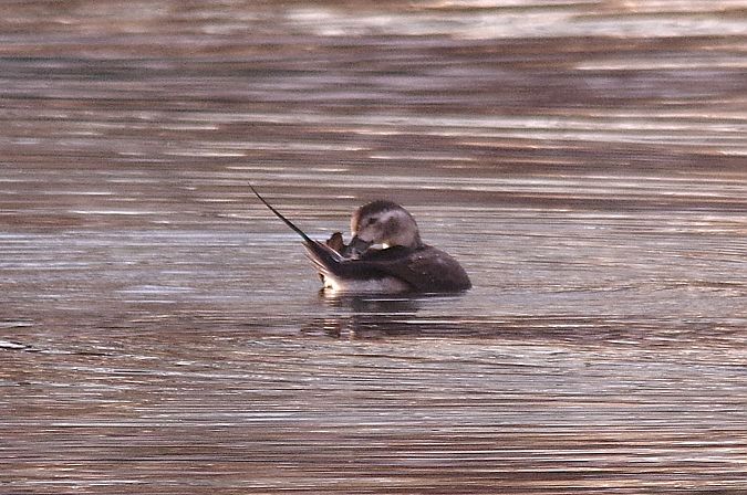 Eisente  - Rafael Szamocki