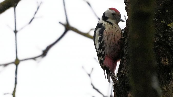 Mittelspecht  - Kai Kaufmann