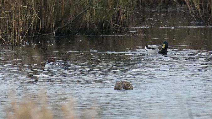 Zwergsäger  - Kai Kaufmann