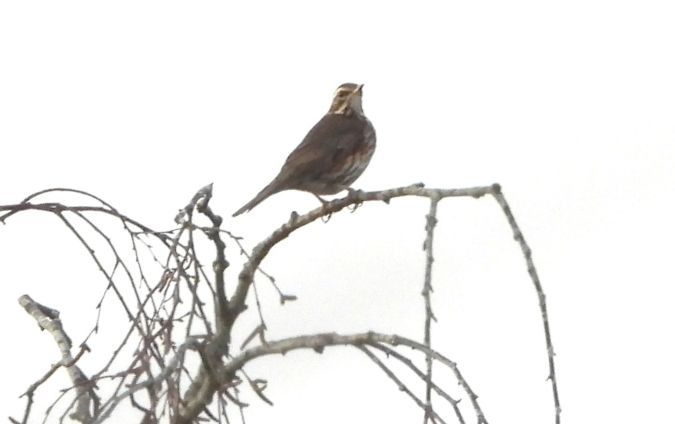 Rotdrossel  - Coby Meester